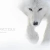 Arctique - Beaux Livres | Kobalann